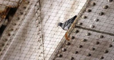 Outrage after pigeons trapped by netting under bridge at Manchester Piccadilly
