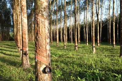 Rubber sector urged to adapt to cope with global challenges