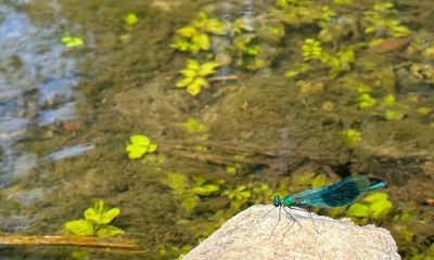 Country diary: Damselfly displays and elderflower on the air