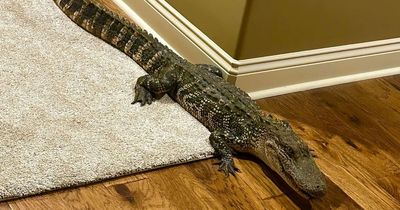 Couple petrified after 5ft alligator walks into their home in the dead of night