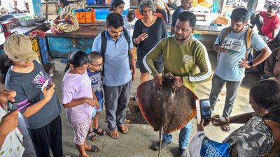 At Visakhapatnam Fishing Harbour, it’s a season of shrimps