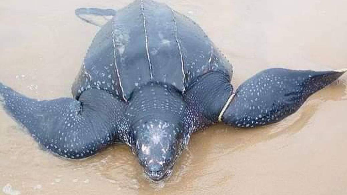 Leatherback The Worlds Largest Sea Turtle Makes A 6296