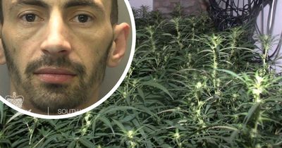 Gardener hid as police raided cannabis factory