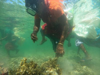 ‘A dying art’: India’s female seaweed divers look to a brighter future for their girls