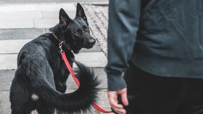 Want to enjoy walks with your nervous dog more? Trainer shares how to turn scares into positive associations