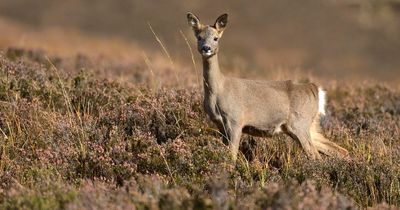 Deer at RSPB's Gartocharn nature reserve to be culled to reduce impact on area
