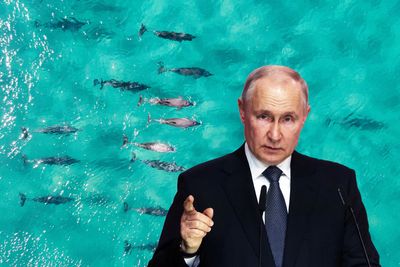 All about Putin's covert combat dolphins