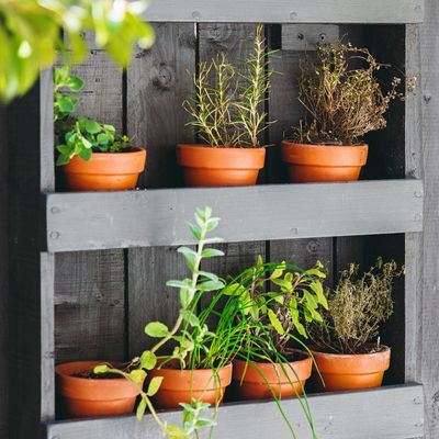 Do I still need to water plants in containers if it rains? Experts reveal the best watering practices