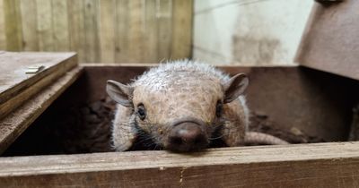 White Post Farm’s newest arrival will be named by visitors