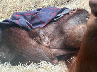 Blackpool zoo welcomes ‘very special baby’ orangutan