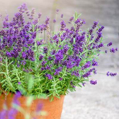 How to grow lavender from seed - yes, dried seed heads count!