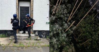 Cops use battering ram to smash down door of former County Durham pub and discover cannabis farm