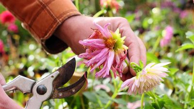 Deadheading mistakes – 5 errors to avoid when neatening up your flowering plants