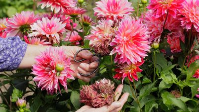 Deadheading mistakes – 5 pruning errors to avoid when tidying up your blooming plants