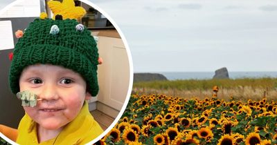 Popular sunflower field renamed in honour of boy who died aged three