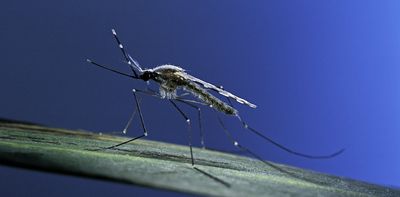 Locally transmitted malaria in the US could be a harbinger of rising disease risk in a warming climate – 5 questions answered