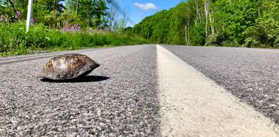 By 'helping' wild animals, you could end their freedom or even their lives – here's why you should keep your distance