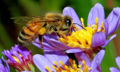 Honey bees more faithful to their flower patches than bumble bees: Study