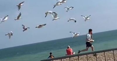 Terrified man forced to hurl chips in the air as he's chased down by 20 hungry seagulls