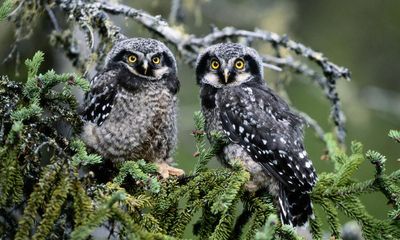What an Owl Knows by Jennifer Ackerman review