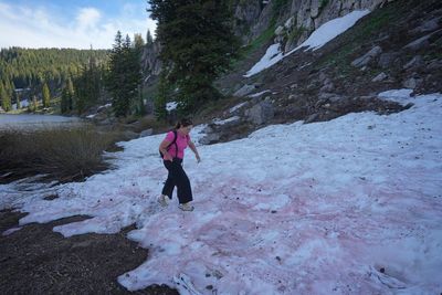 'Watermelon snow' piques curiosities in Utah after abnormally wet winter