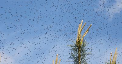 Bride's wedding hit by thousands of flying ants "falling from the sky" in 'nightmarish' scenes