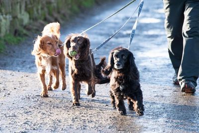 Public asked for their views on how to improve welfare of dogs in Scotland