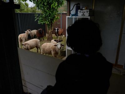 Sydney Muslims take Eid al-Adha livestock sacrifice into their own hands