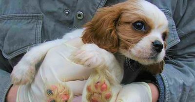 NI puppy sellers face 28 strict new online rules on Gumtree and Pets4Homes