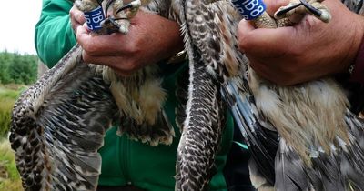 Kielder osprey chicks are ringed to help tracking around the world