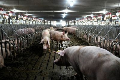 California bacon law takes effect but pork from farms using cages will still be on shelves