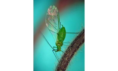 First smoky air, now clouds of bugs. Winged aphids invade New York City