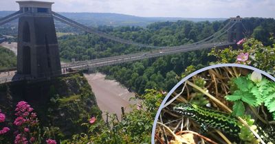How an exotic-looking lizard colony set up home at Clifton Suspension Bridge