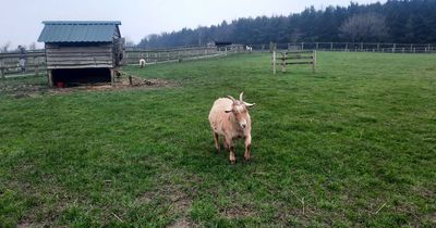 The 'best' Leeds farm where you can visit and feed the animals for just £1
