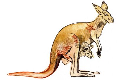 How big is a baby kangaroo and why are iron bars strong? Try our kids’ quiz