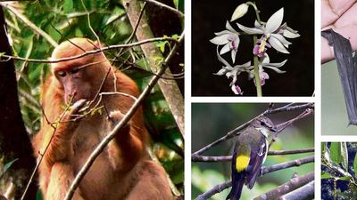 India adds 664 animal species to its faunal database in 2022, 339 taxa to its flora