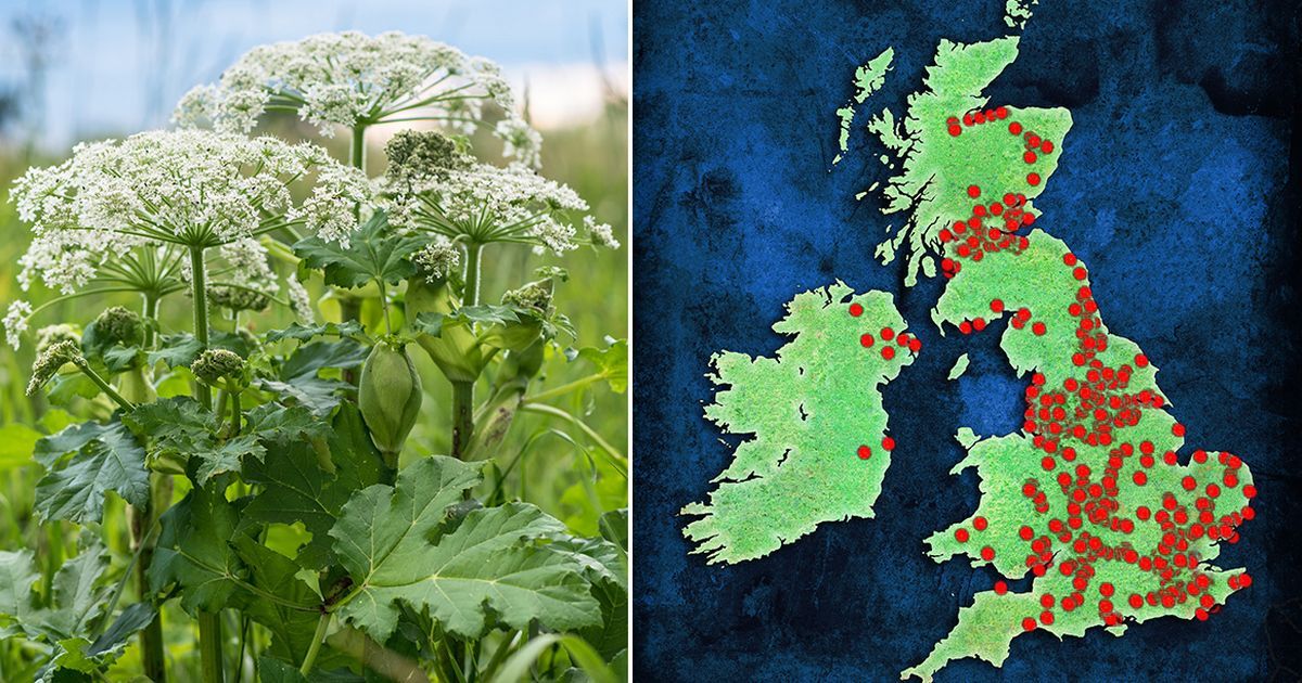 Map shows where dangerous giant hogweed which causes…