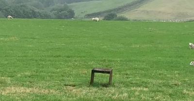 Tourists surprised to find sheep roaming Welsh wild camping site complain to mystified owner