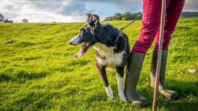 Is your dog leash reactive? Then you need this trainer’s super simple game for a stress-free walk