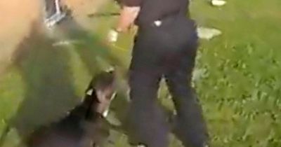 Police release video of American XL Bully attack, along with stark warning