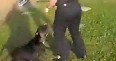 Police release video of American XL Bully attack, along with stark warning