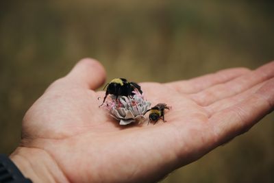 Nets, coolers and courage: A day in the life of a volunteer bee conservationist
