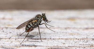 Easy way to kill flies in your home using 89p kitchen item