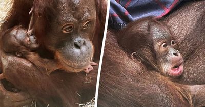 Blackpool Zoo welcomes 'very special arrival' as baby orangutan is born