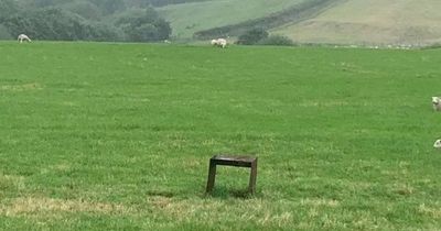 Wild camping site owner left stunned after tourists 'surprised' to see sheep