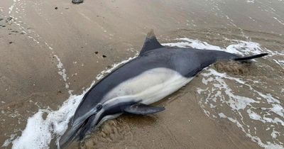 Hundreds of dead dolphins and sea lions on 'bad acid trip' wash up on beaches