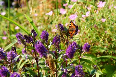 The 5 best plants to attract butterflies - beautiful blooms to boost your backyard and the way it works with nature