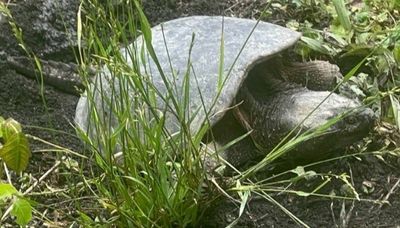 Chicago outdoors: Snapper eggs, Chicago catfish, Laura Ingalls Wilder, O.H. Ivie Lake