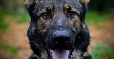Hero Edinburgh police dog tracks down abusive ex-partner now in custody