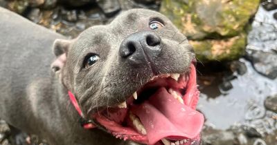 Scots dog has leg amputated after adder bite in Calderglen Country Park